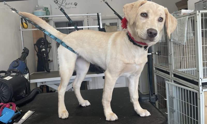 A cream lurcher-type dog clipped in on the grooming table, with the salon's kennels and equipment behind