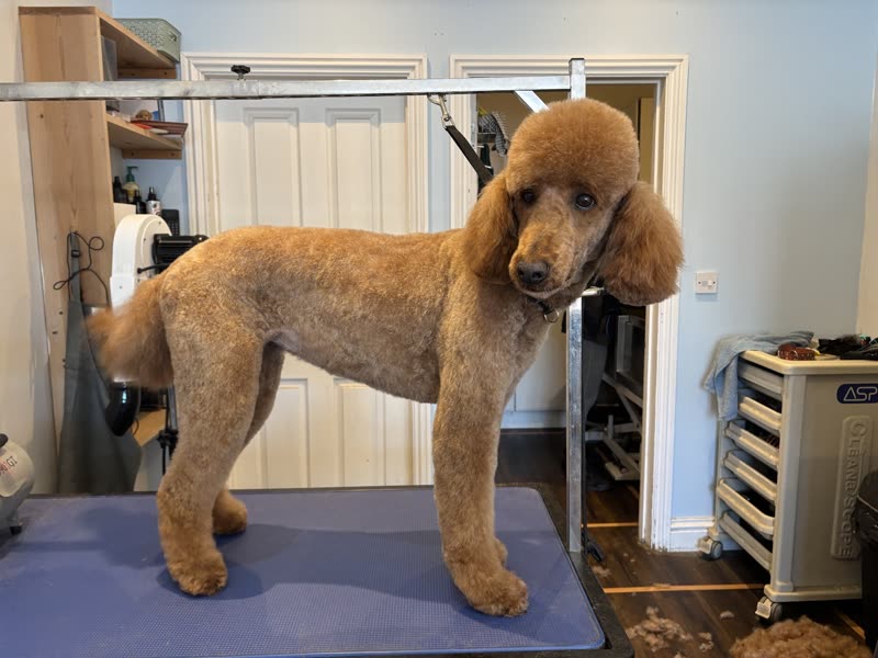 A freshly clipped apricot standard poodle standing on a blue grooming mat in the salon