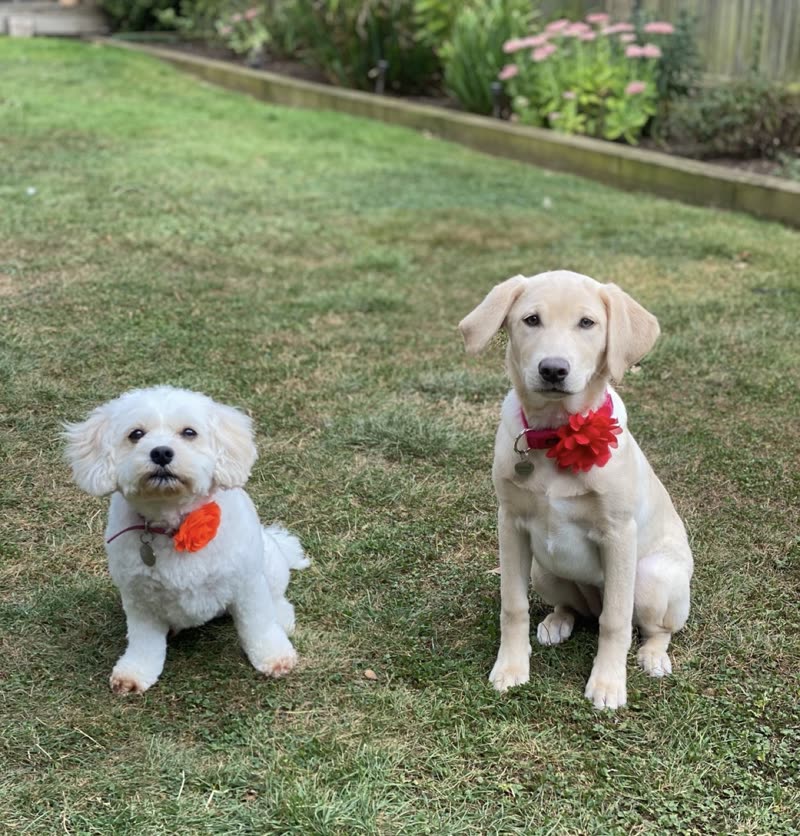 A groomed bichon and labrador-cross sitting together on a lawn in red and orange bows