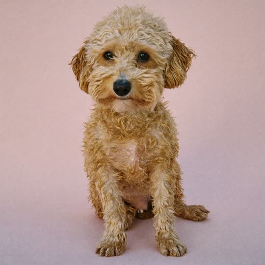 A freshly bathed curly-coated dog with damp fur