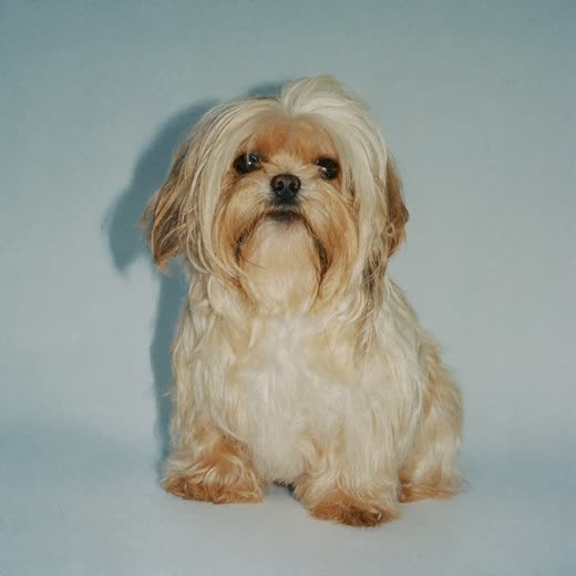 A small dog with its coat lifted and fluffed after a blow-dry