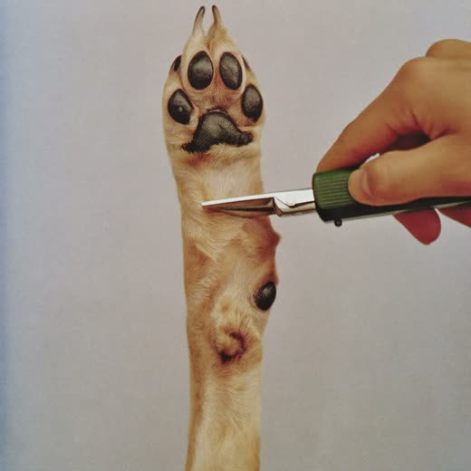 A dog's paw held steady for a nail trim