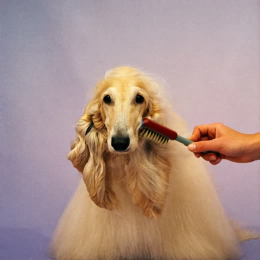 A long-coated dog being brushed out with a slicker brush